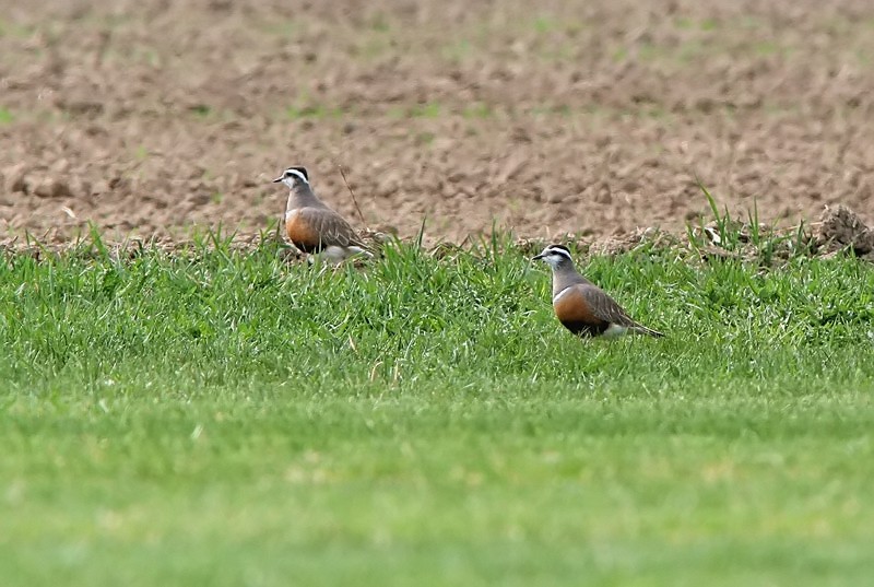 Ker�kurmitsa Dotterel (Charadrius morinellus)