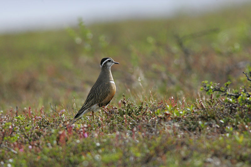 Ker�kurmitsa Dotterel (Charadrius morinellus)