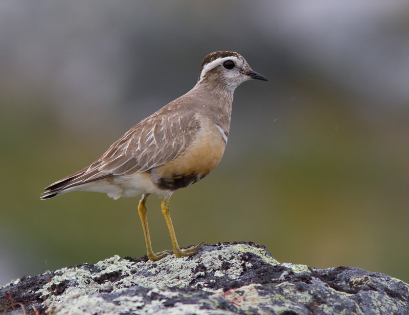 Ker�kurmitsa Dotterel (Charadrius morinellus)