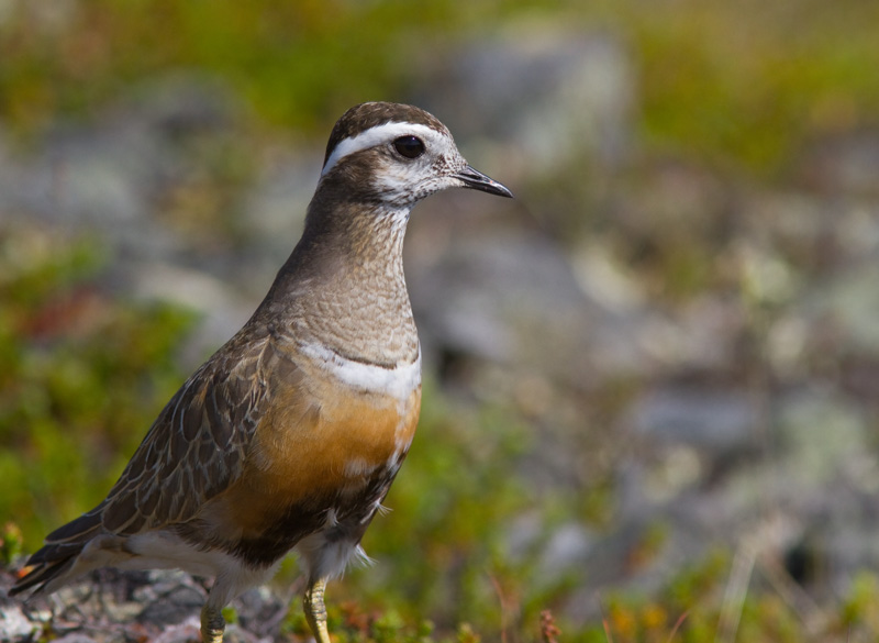 Ker�kurmitsa Dotterel (Charadrius morinellus)