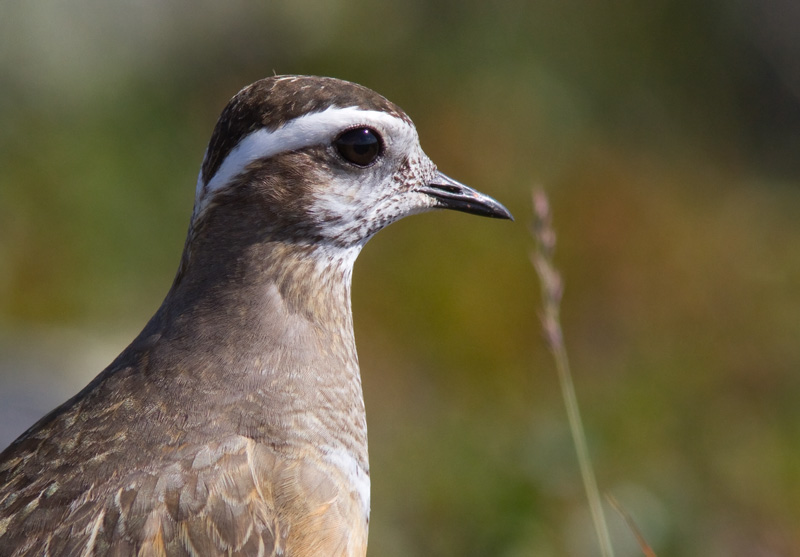 Ker�kurmitsa Dotterel (Charadrius morinellus)