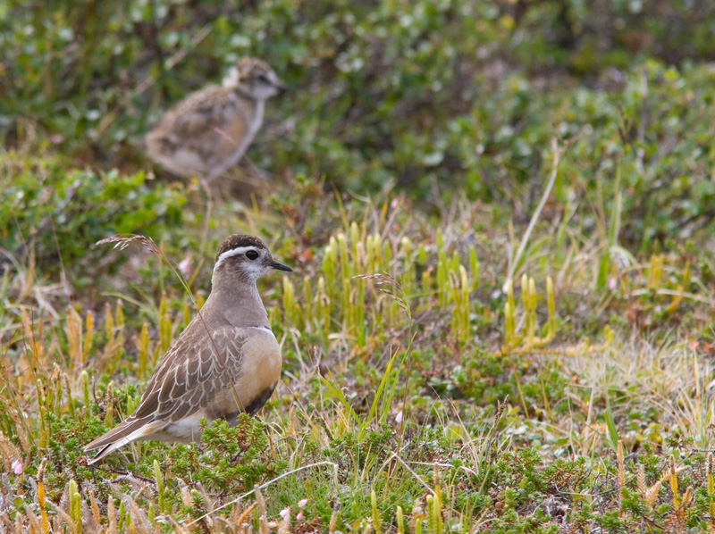 Ker�kurmitsa Dotterel (Charadrius morinellus)