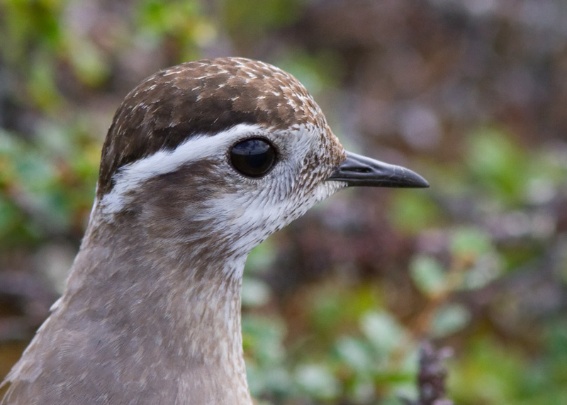 Ker�kurmitsa Dotterel (Charadrius morinellus)