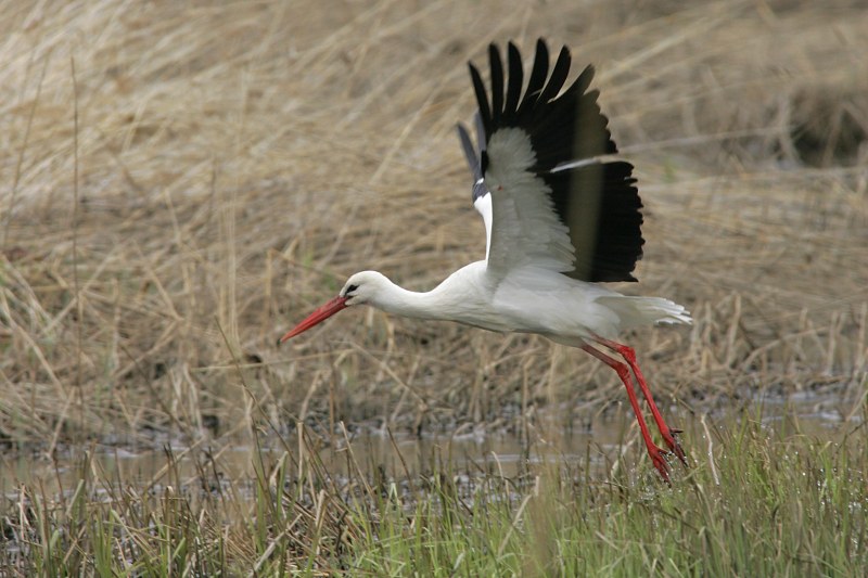 Kattohaikara (Ciconia ciconia)