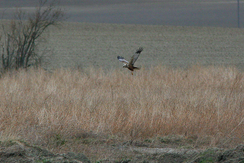 Ruskosuohaukka, Marsh Harrier (Circus aeruginosus)