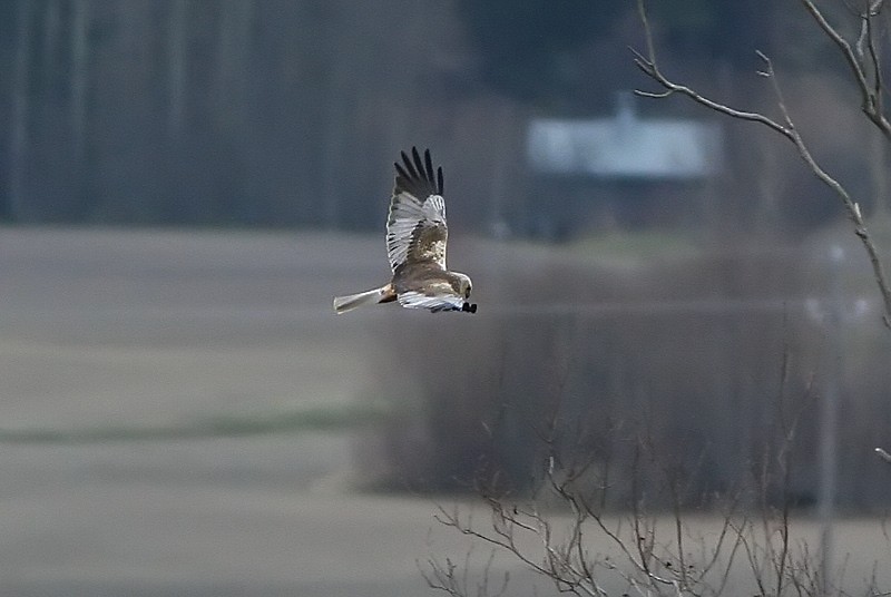 Ruskosuohaukka, Marsh Harrier (Circus aeruginosus)