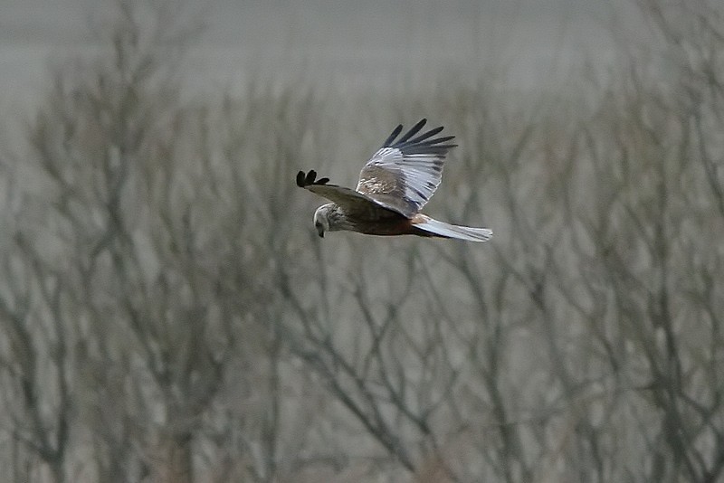 Ruskosuohaukka, Marsh Harrier (Circus aeruginosus)