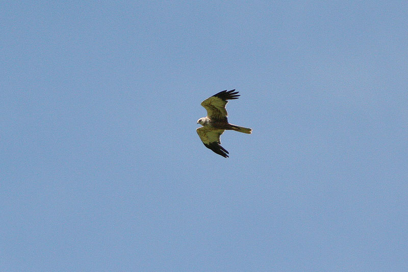 Ruskosuohaukka, Marsh Harrier (Circus aeruginosus)
