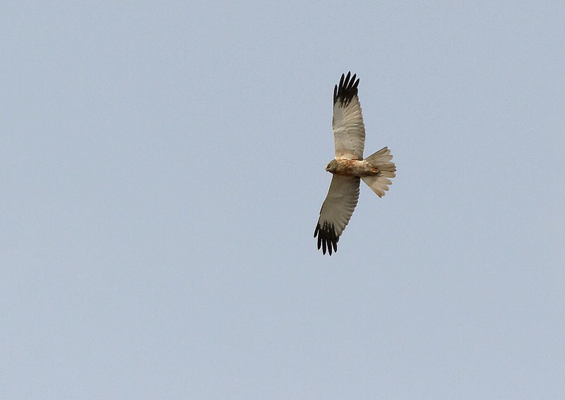 Ruskosuohaukka, Marsh Harrier (Circus aeruginosus)