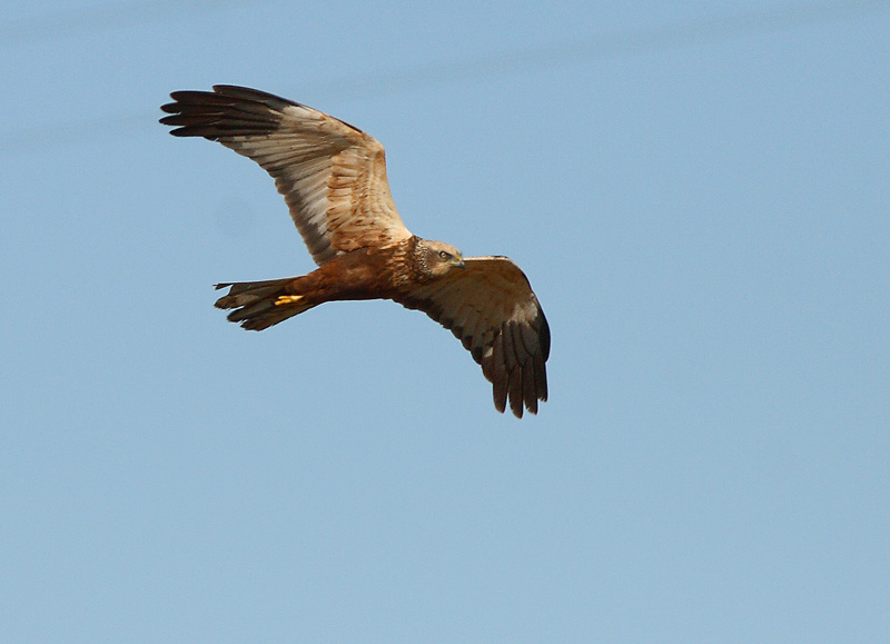 Ruskosuohaukka, Marsh Harrier (Circus aeruginosus)
