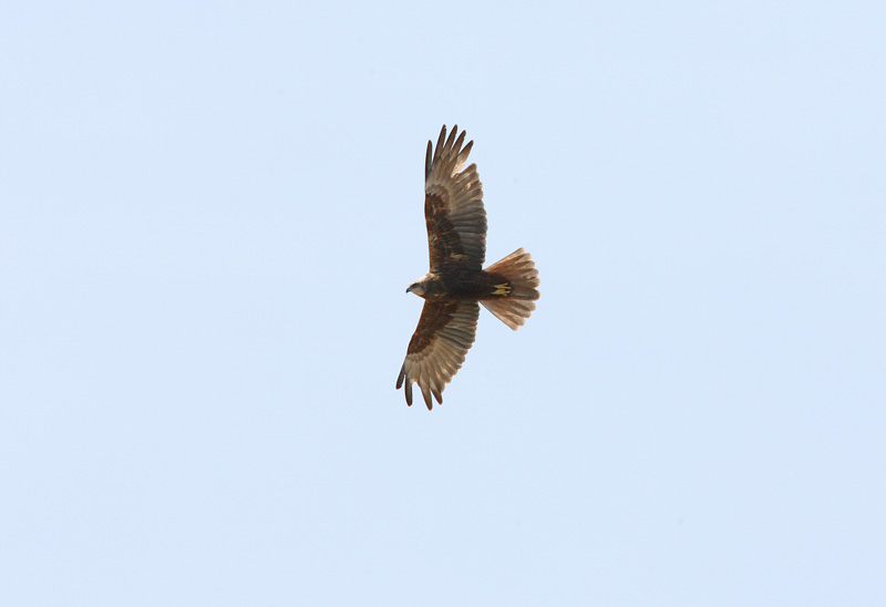 Ruskosuohaukka, Marsh Harrier (Circus aeruginosus)