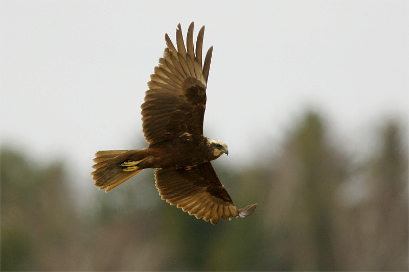 Ruskosuohaukka, Marsh Harrier (Circus aeruginosus)