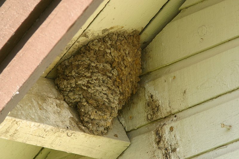 R�yst�sp��sky (Delichon urbica)