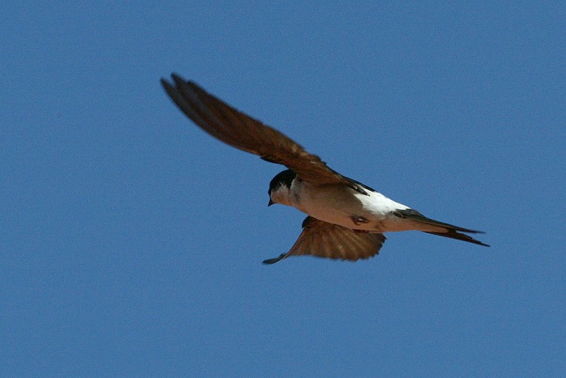 R�yst�sp��sky (Delichon urbica)