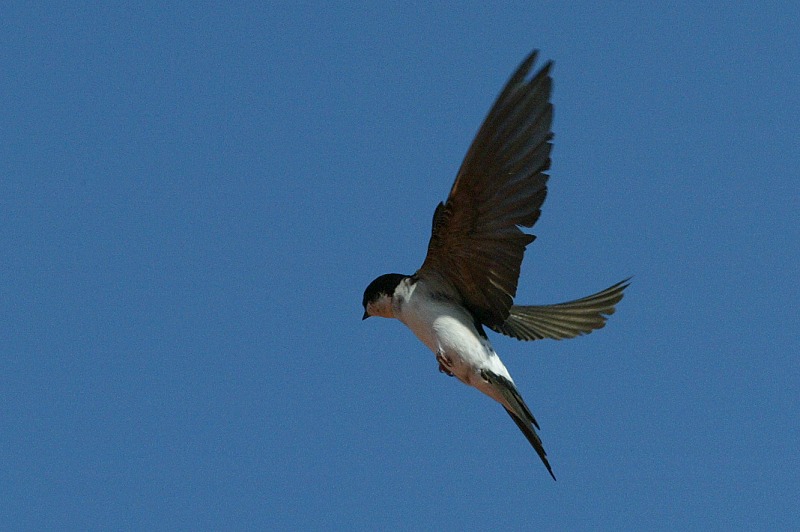 R�yst�sp��sky (Delichon urbica)