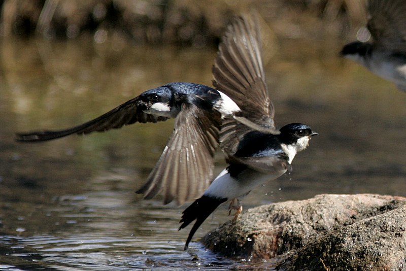 R�yst�sp��sky (Delichon urbica)