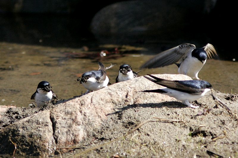 R�yst�sp��sky (Delichon urbica)
