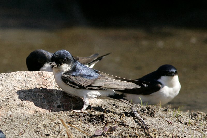 R�yst�sp��sky