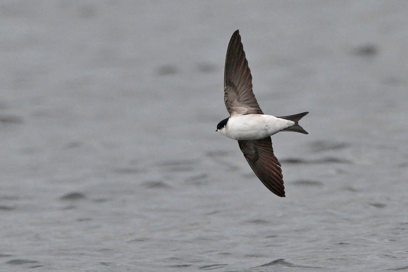 R�yst�sp��sky (Delichon urbica)