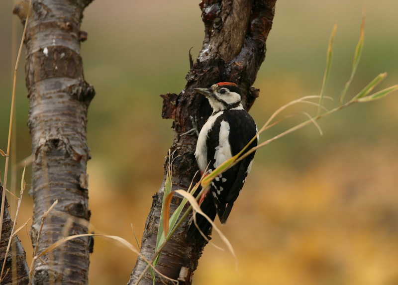 K�pytikka Great Spotted Woodpecker (Dendrocopos major)