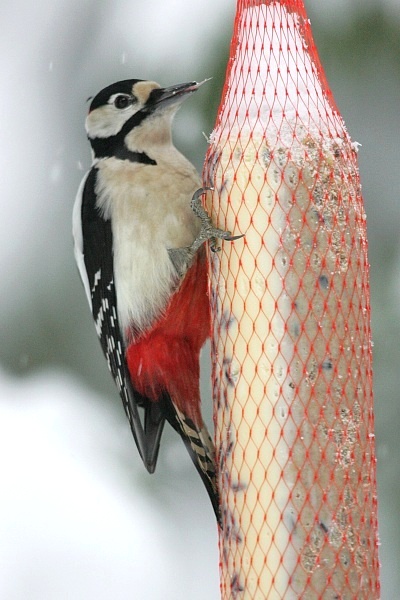 K�pytikka (Dendrocopos major)