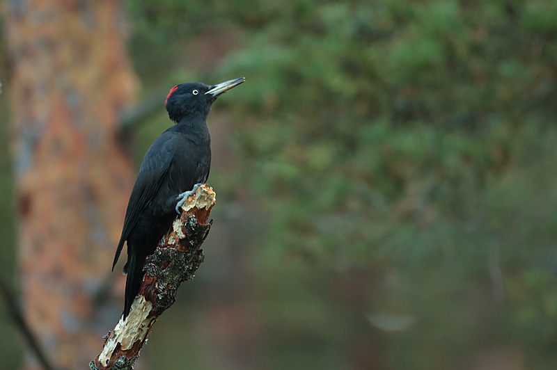 Palokrki, Black Woodpecker (Dryocopus martinus)