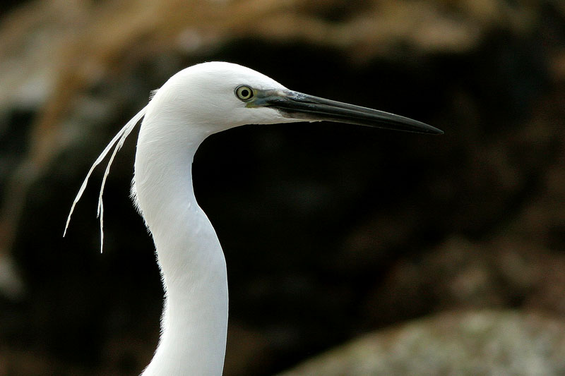 Silkkihaikara Egretta garzetta
