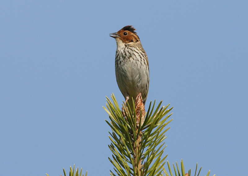 Pikkusirkku Little Bunting (Emberiza pusilla)