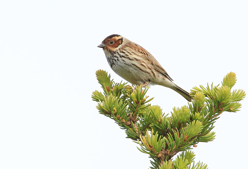 Pikkusirkku Little Bunting (Emberiza pusilla)