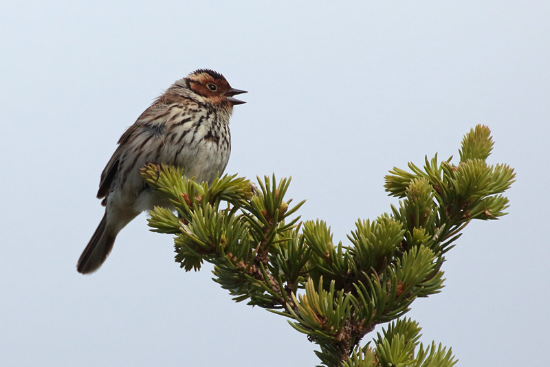 Pikkusirkku Little Bunting (Emberiza pusilla)