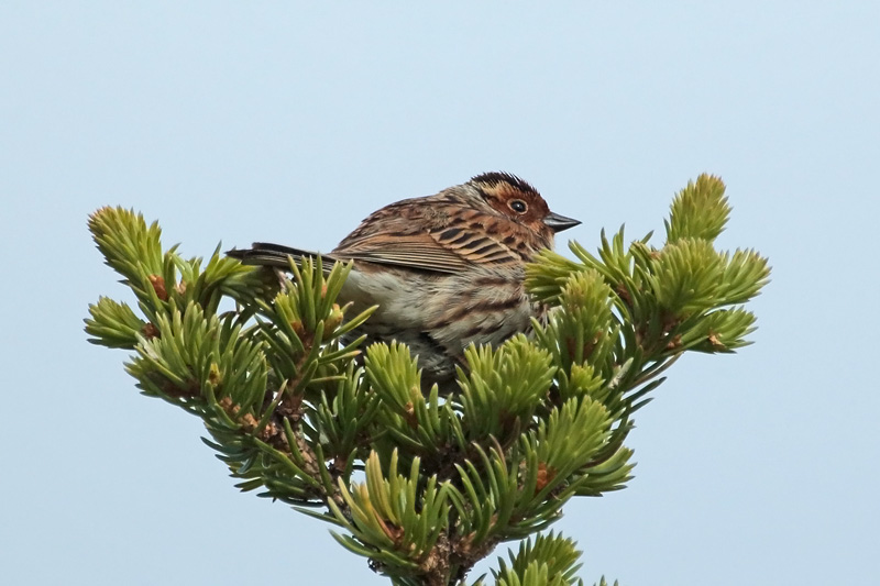 Pikkusirkku Little Bunting (Emberiza pusilla)
