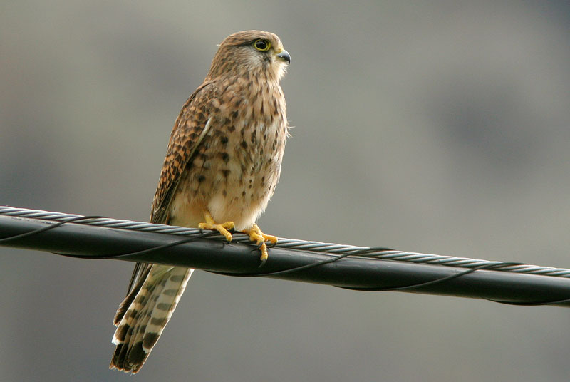 Tuulihaukka Falco tinnunculus