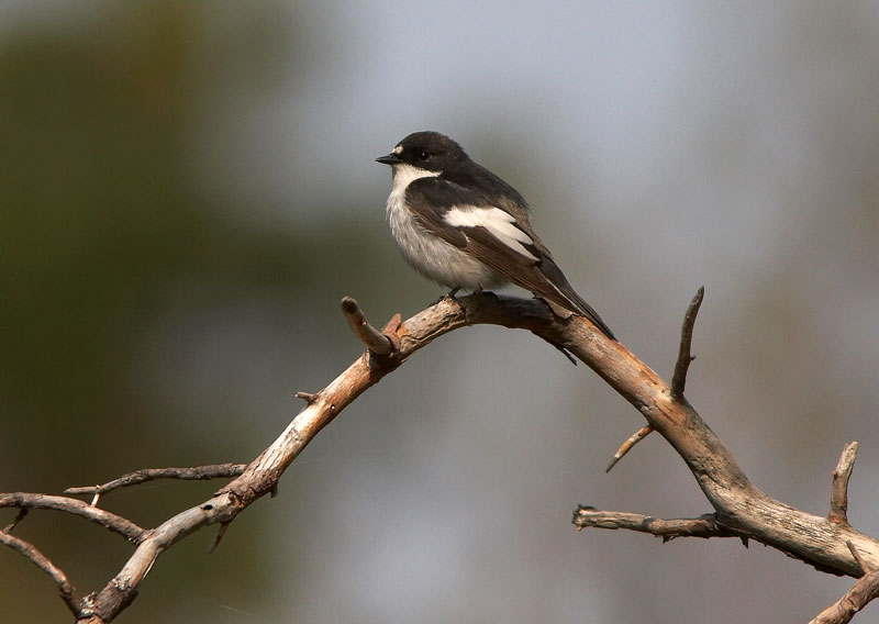 Kirjosieppo Ficedula hypoleuca