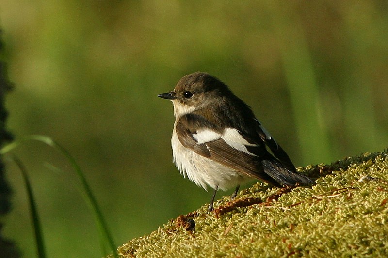 Kirjosieppo Ficedula hypoleuca