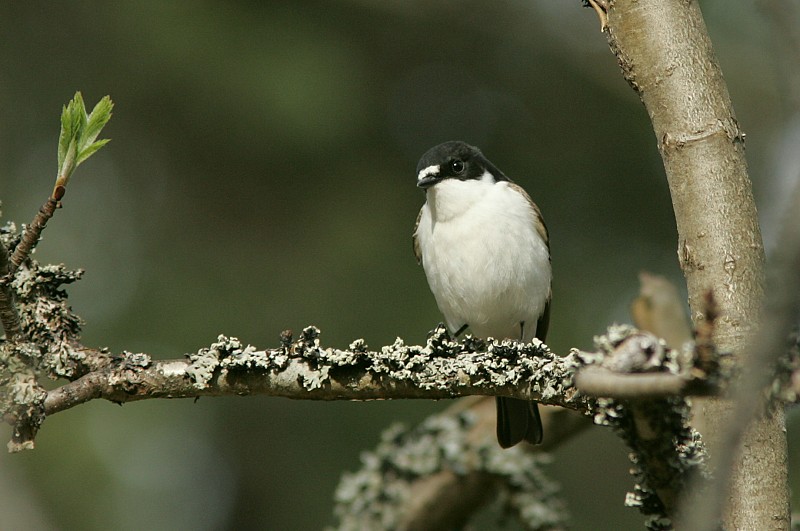 Kirjosieppo Ficedula hypoleuca