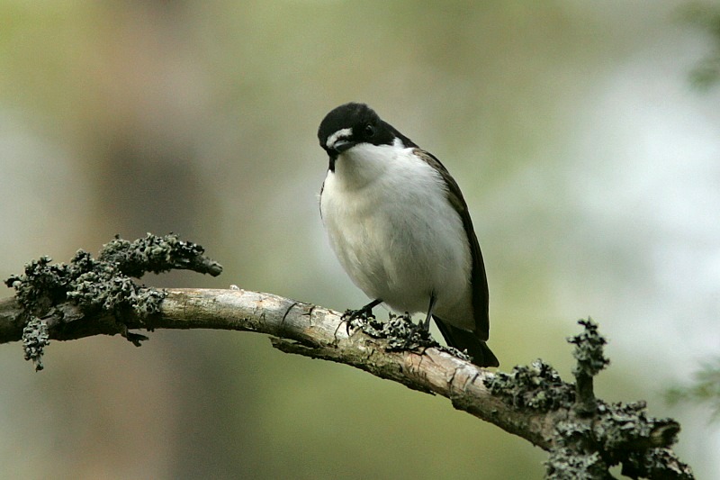 Kirjosieppo Ficedula hypoleuca