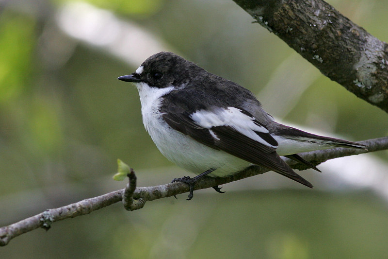 Kirjosieppo Ficedula hypoleuca