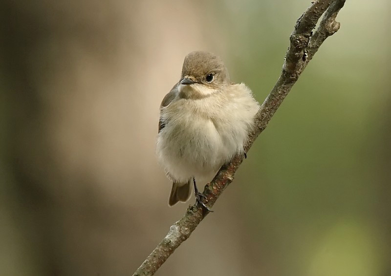 Kirjosieppo Pied Flycatcher (Ficedula hypoleuca)