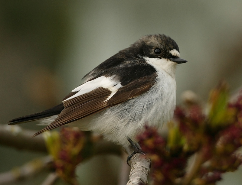 Kirjosieppo Pied Flycatcher (Ficedula hypoleuca)