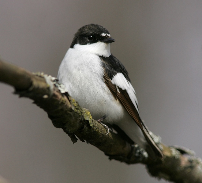 Kirjosieppo Pied Flycatcher (Ficedula hypoleuca)