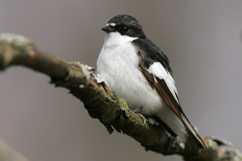 Kirjosieppo Pied Flycatcher (Ficedula hypoleuca)