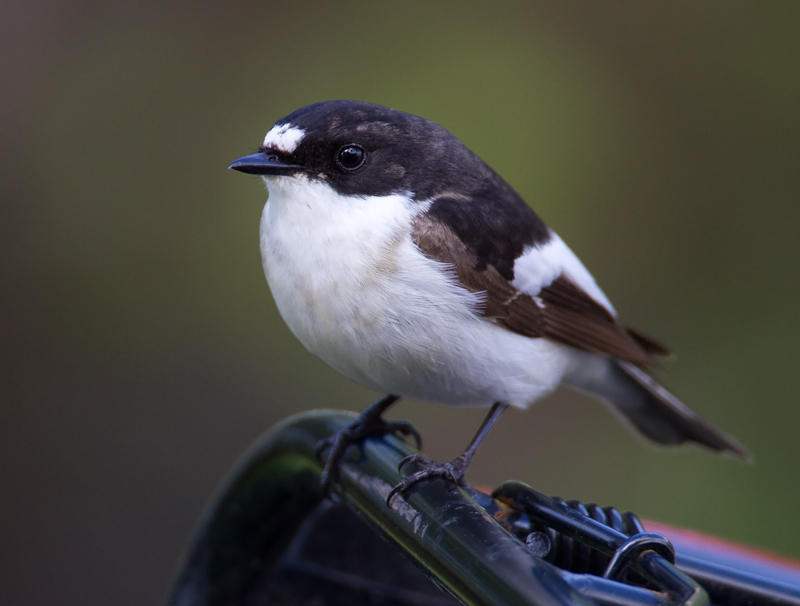 Kirjosieppo Pied Flycatcher (Ficedula hypoleuca)
