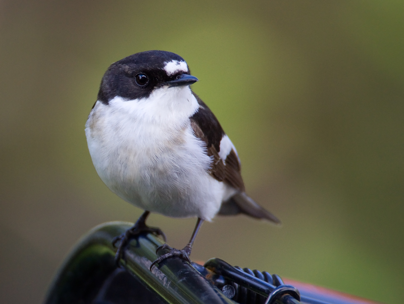 Kirjosieppo Pied Flycatcher (Ficedula hypoleuca)