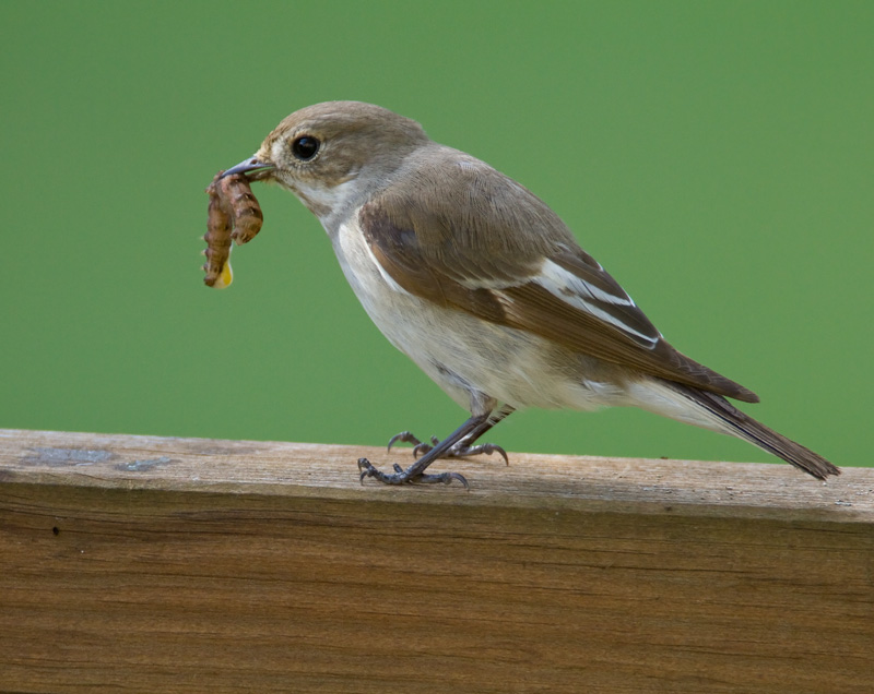 Kirjosieppo Pied Flycatcher (Ficedula hypoleuca)