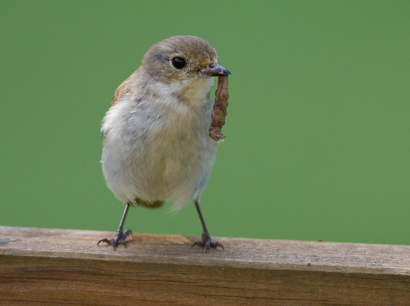Kirjosieppo Pied Flycatcher (Ficedula hypoleuca)