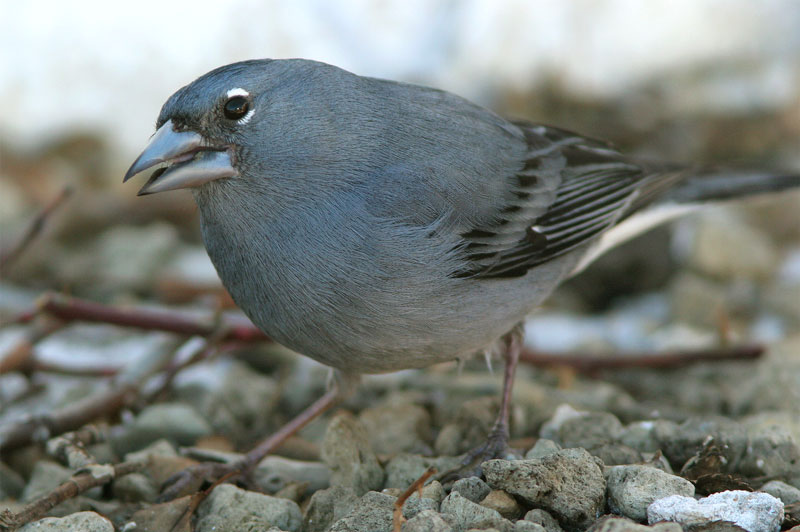 Kanarianpeippo Fringilla teydea