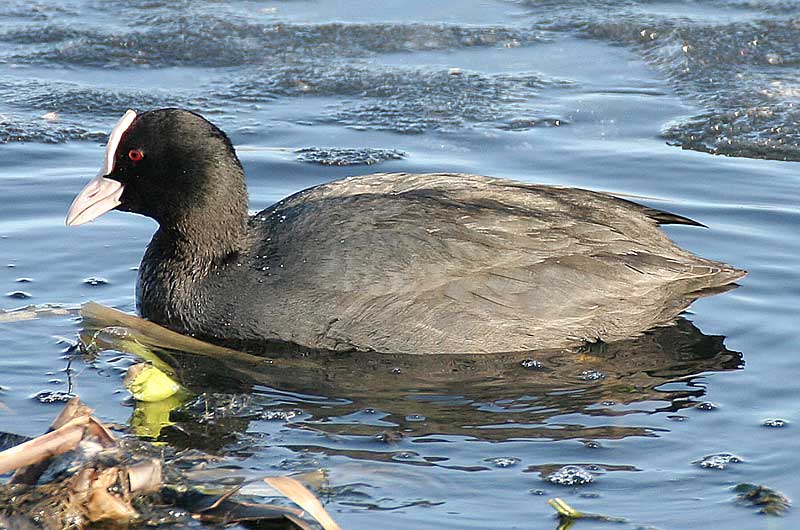 Nokikana Fulica atra
