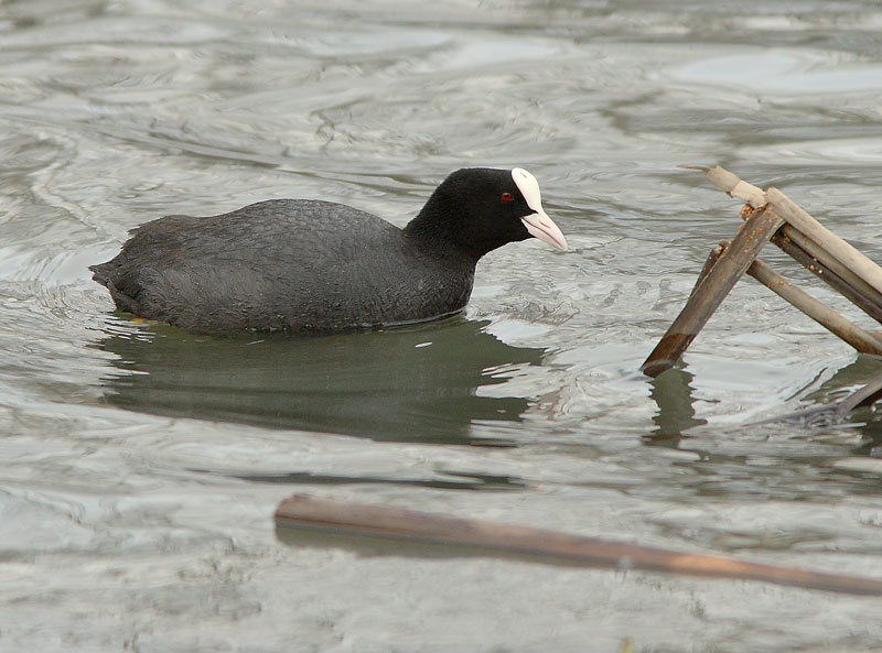 Nokikana Fulica atra