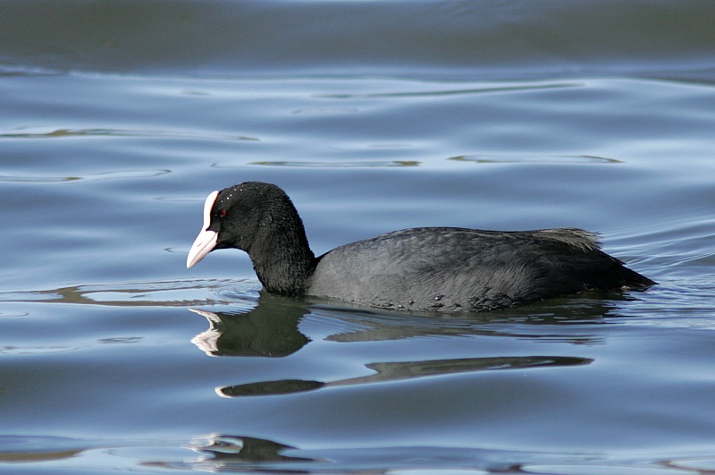 Nokikana Fulica atra