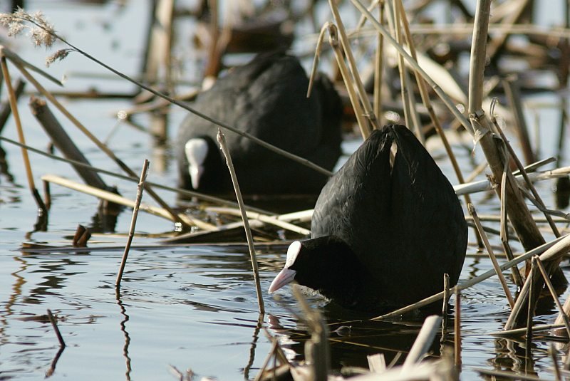 Nokikana Fulica atra